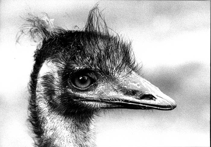 Emu hnědý